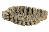 Partial Woolly Mammoth Fossil Molar - Poland #235269-4